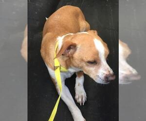 Jack Chi Dogs for adoption in Ft. Oglethorpe , GA, USA