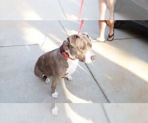 American Pit Bull Terrier Dogs for adoption in Temecula, CA, USA