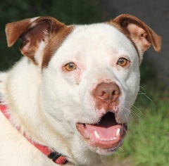 Staffordshire Bull Terrier-Unknown Mix Dogs for adoption in Pipestem, WV, USA