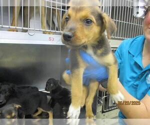 German Shepherd Dog-Unknown Mix Dogs for adoption in Oklahoma City, OK, USA