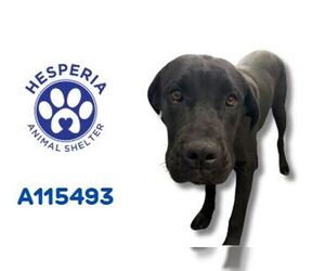 Mastiff-Unknown Mix Dogs for adoption in HESPERIA, CA, USA
