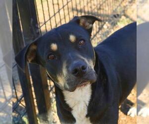 Rottweiler-Unknown Mix Dogs for adoption in San Antonio, TX, USA