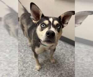 Siberian Husky-Unknown Mix Dogs for adoption in Bemidji, MN, USA