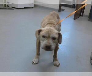 American Pit Bull Terrier-Unknown Mix Dogs for adoption in Fayetteville, NC, USA