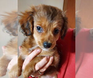 Chilier Dogs for adoption in Sequim, WA, USA