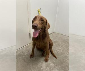 Weimaraner Dogs for adoption in Rosenberg, TX, USA