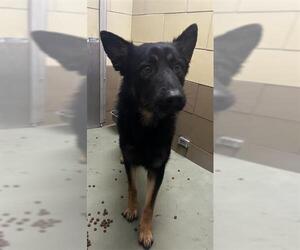 German Shepherd Dog Dogs for adoption in Riverside, CA, USA