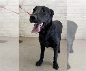 Labrador Retriever-Unknown Mix Dogs for adoption in San Bernardino, CA, USA