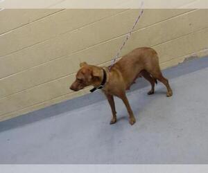 Lab-Pointer Dogs for adoption in Tulsa, OK, USA