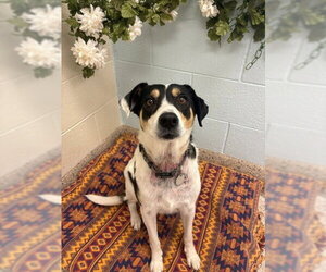 Mutt Dogs for adoption in Fort Collins, CO, USA