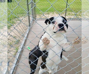 French Bulldog Dogs for adoption in Dumont, NJ, USA