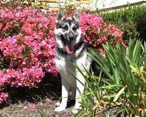 Alaskan Husky-German Shepherd Dog Mix Dogs for adoption in San Diego, CA, USA