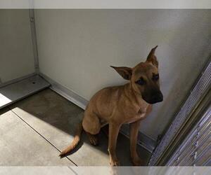 Mutt Dogs for adoption in Corona, CA, USA