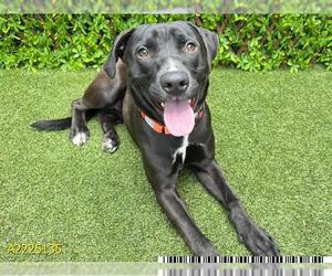 Labrador Retriever Dogs for adoption in West Palm Beach, FL, USA