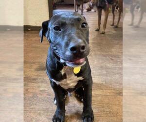 Borador Dogs for adoption in Zepheyrhills, FL, USA