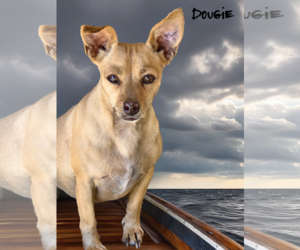 Chihuahua Dogs for adoption in Phelan, CA, USA