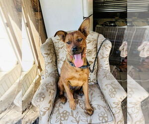 Boxer-Unknown Mix Dogs for adoption in Dana Point, CA, USA