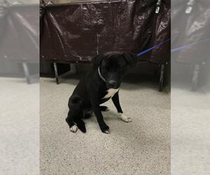 Labrador Retriever-Unknown Mix Dogs for adoption in Conroe, TX, USA