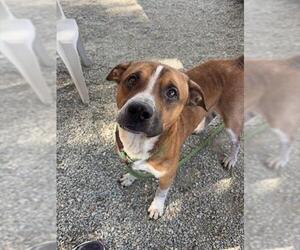 American Staffordshire Terrier-Unknown Mix Dogs for adoption in Palmetto, FL, USA