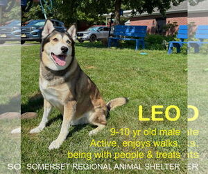 - Mix Dogs for adoption in Bridgewater, NJ, USA