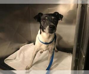 Rat Terrier Dogs for adoption in Naples, FL, USA