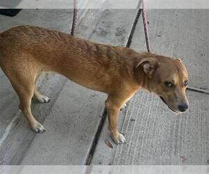 Labrador Retriever-Unknown Mix Dogs for adoption in Houston, TX, USA