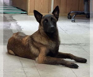 Medium Photo #1 Mutt Puppy For Sale in Imlay City, MI, USA