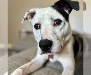 Mutt Dogs for adoption in Canton, CT, USA