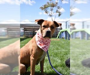 American Pit Bull Terrier-Unknown Mix Dogs for adoption in Bakersfield, CA, USA