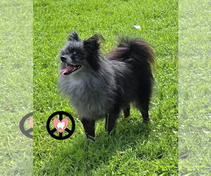 Pomeranian Dogs for adoption in Lebanon, PA, USA