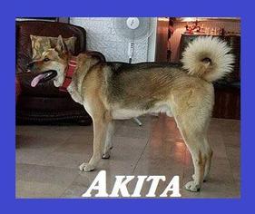 Akita Dogs for adoption in Little Rock, AR, USA