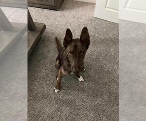 German Shepherd Dog-Unknown Mix Dogs for adoption in San Antonio, TX, USA