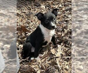 Mutt Dogs for adoption in Raleigh, NC, USA