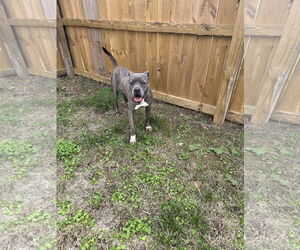 American Staffordshire Terrier-Unknown Mix Dogs for adoption in Jackson, MS, USA