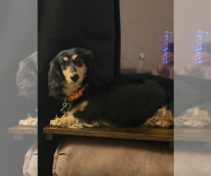 Dachshund Dogs for adoption in Sioux Falls, SD, USA