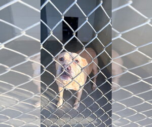 Mutt Dogs for adoption in Maryville, TN, USA