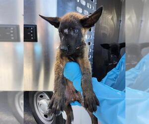 Mutt Dogs for adoption in San Antonio, TX, USA