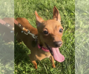 Chihuahua-Unknown Mix Dogs for adoption in Brooklyn, NY, USA
