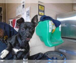 Chiweenie Dogs for adoption in Chula Vista, CA, USA