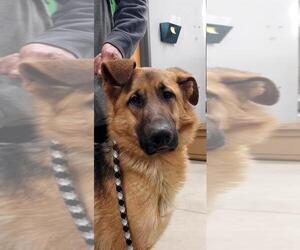 German Shepherd Dog Dogs for adoption in Pierceton , IN, USA