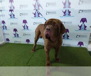 Neapolitan Mastiff Dogs for adoption in Orlando, FL, USA