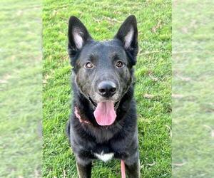 Chow Chow-German Shepherd Dog Mix Dogs for adoption in Sacramento, CA, USA