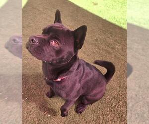 French Bulldog-Shiba Inu Mix Dogs for adoption in Sacramento, CA, USA