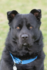 Chow Chow Dogs for adoption in Howell, MI, USA