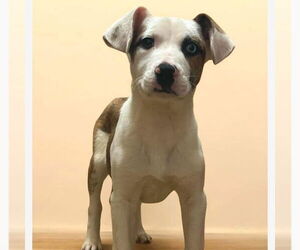 Catahoula Leopard Dog-Jack Russell Terrier Mix Dogs for adoption in Bristol, CT, USA