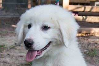 Small Golden Pyrenees