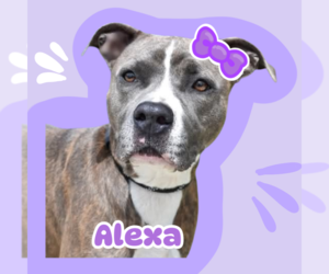 American Pit Bull Terrier-Unknown Mix Dogs for adoption in The Woodlands, TX, USA