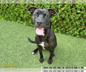 Labrador Retriever-Unknown Mix Dogs for adoption in West Palm Beach, FL, USA