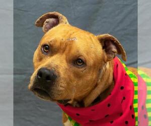 American Pit Bull Terrier-Unknown Mix Dogs for adoption in Sanford, FL, USA