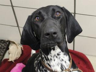 German Shorthaired Pointer Dogs for adoption in Fort Wayne, IN, USA